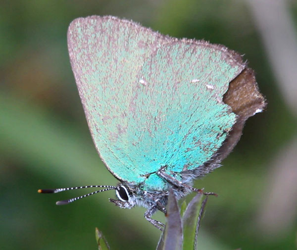 callophrys rubi